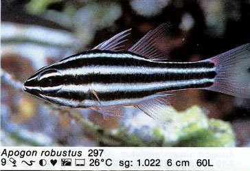 Apogon robustus